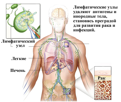 Sistemul limfatic uman