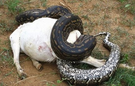 Logyka, un șarpe uriaș, sa târât în ​​sat