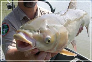 Ловимо амура на капустяний лист