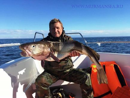 Capturarea codului pe pescuitul maritim în Marea Barents - viclean, pescuit în Marea Barents - capturarea