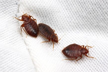 Capcane pentru bug-uri pat în apartament ce să mănânce și cum să-și facă propriile mâini
