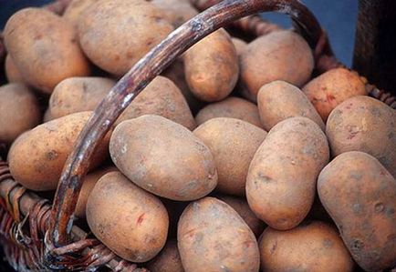 Cele mai bune soiuri de cartof pentru cultivarea pe teren propriu