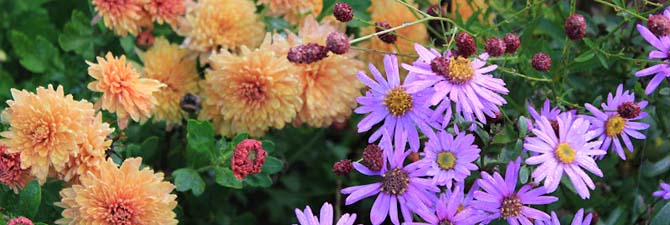Кращі квітучі декоративні рослини для саду відео