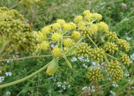 Lestyán (Dawn officinalis) - tünetei és kezelése népi jogorvoslati otthon