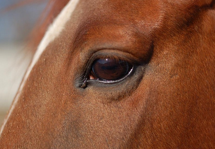 Любов до коней - це діагноз