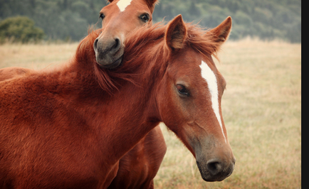 Szerelem lovak - a diagnózis