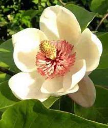 Magnolia_Dumor copac, retete de medicina populara