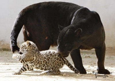 Mama și copilul, poze haioase, videoclipuri și fotografii ale animalelor