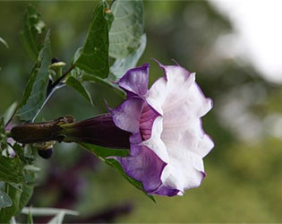 Mandragora - o floare misterioasă (din experiența personală)