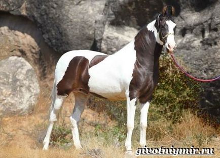 Calul Marwari