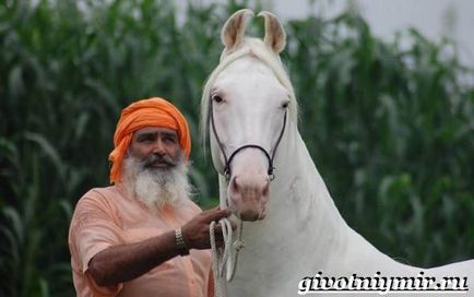 Calul Marwari