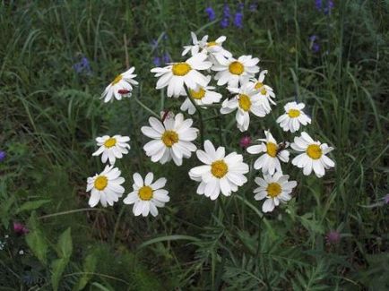 Matricaria plantarea și îngrijirea florilor