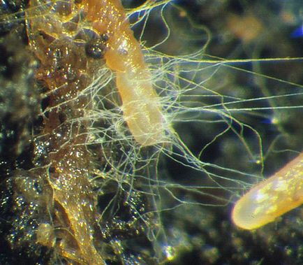 Mycorrhiza la rădăcinile de lamaie, pavlovolimon
