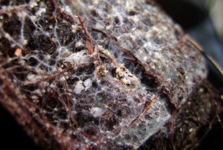 Mycorrhiza la rădăcinile de lamaie, pavlovolimon