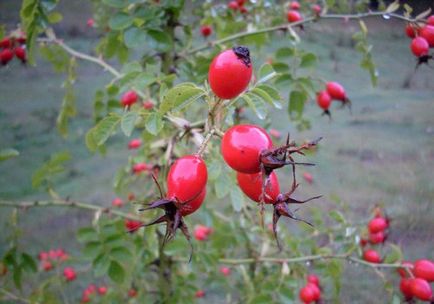 Сечогінні продукти природного походження