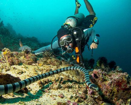 Sea Snakes, fotografie