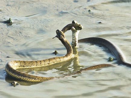 Sea Snakes, fotografie