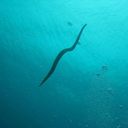 Sea Snakes, fotografie