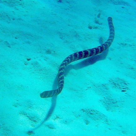 Sea Snakes, fotografie