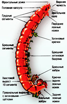 Bloodworm pentru pescuit, crucian, nu dormi!