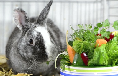 Чи можна давати кроликам кабачки як годувати, їдять чи гарбуз і сирі листя
