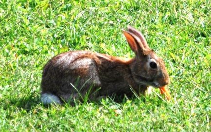 Чи можна давати кроликам гарбуз і кабачки - правильна годівля