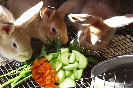 Чи можна кроликам давати кабачки користь продукту