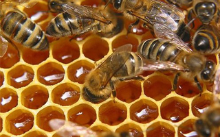 lehetséges hőmérsékleten méz és hogyan viselkedik