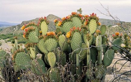 Pot să beau suc de cactus