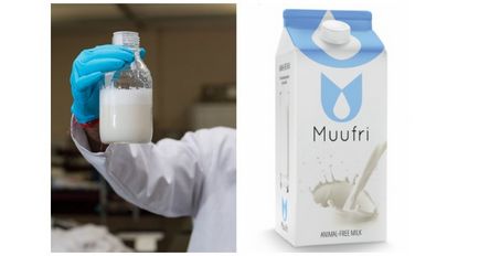 Муфрі - перше в світі штучне молоко - науковий підхід