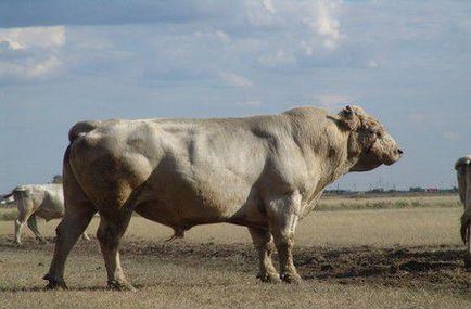 Carne de bovine rasa auliekolskaya bovine