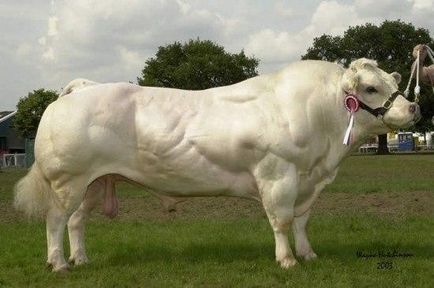 Carne de bovine rasa auliekolskaya bovine