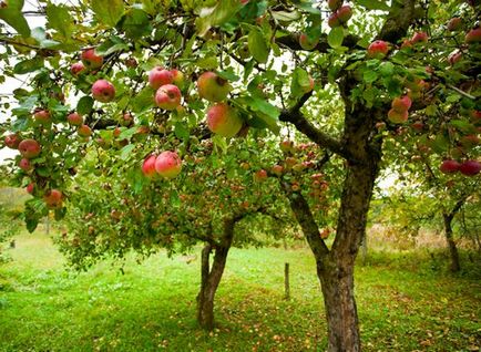 Pentru ce anume mărul are rod după plantare?