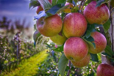На який рік плодоносить яблуня після посадки терміни