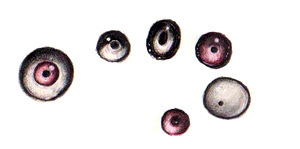 Desen ochi colorați colorați - târg de meșteșugari - manual, manual