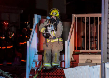 Pisica persistenta si-a salvat casa si familia dintr-un incendiu (foto)