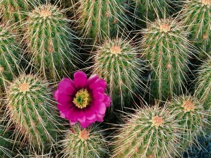 Tinctura de cactus din reumatism