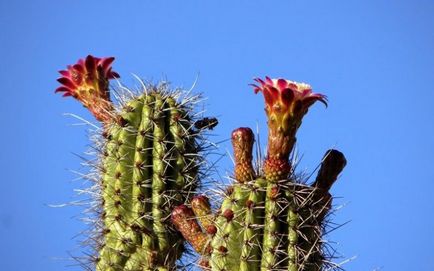 Tinctura de cactus din reumatism