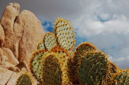 Tinctura de cactus din reumatism