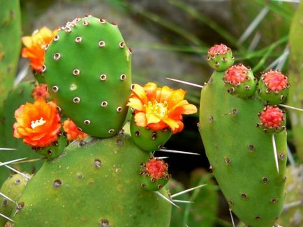 Tinctura de cactus din reumatism