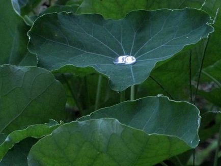 Nasturtium aterizare și îngrijire în teren deschis