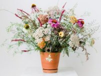Nu confunda hiastofillum cu curățenie, flori în grădină (gospodărie)