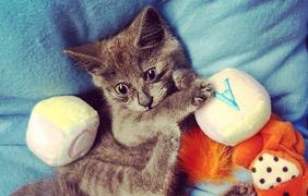 Hihetetlen macska meglepett szeme meghódítja Instagram (fotó), padlástér