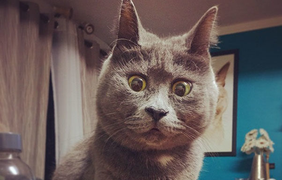 Неймовірний кіт з здивованими очима підкорює instagram (фото), лофт
