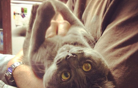 Неймовірний кіт з здивованими очима підкорює instagram (фото), лофт