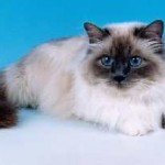 Невська маскарадна кішка опис породи і фото, ціна, де купити кошеня, характер, відгуки і