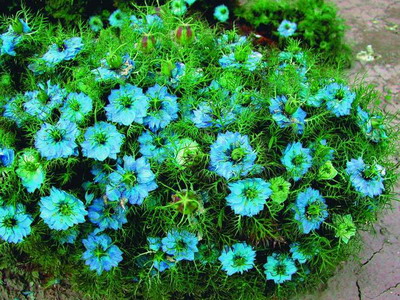 Nigella fotografii de flori, cultivarea și aplicarea lor - enciclopedia de flori