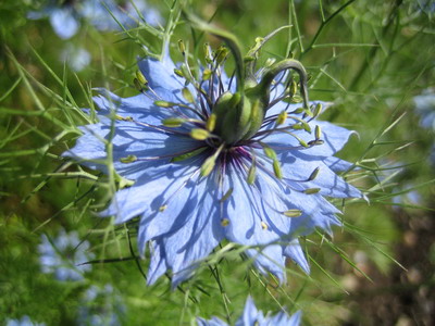 Nigella fotografii de flori, cultivarea și aplicarea lor - enciclopedia de flori