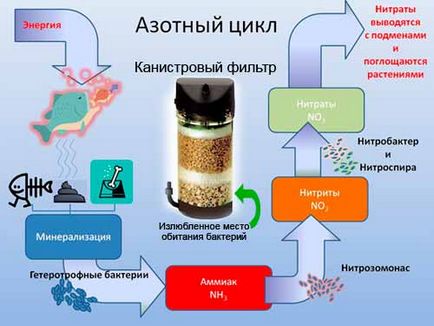 Ciclul de nitrați în acvariu - o informație importantă pentru începători