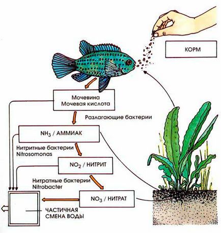 Ciclul de nitrați în acvariu - o informație importantă pentru începători